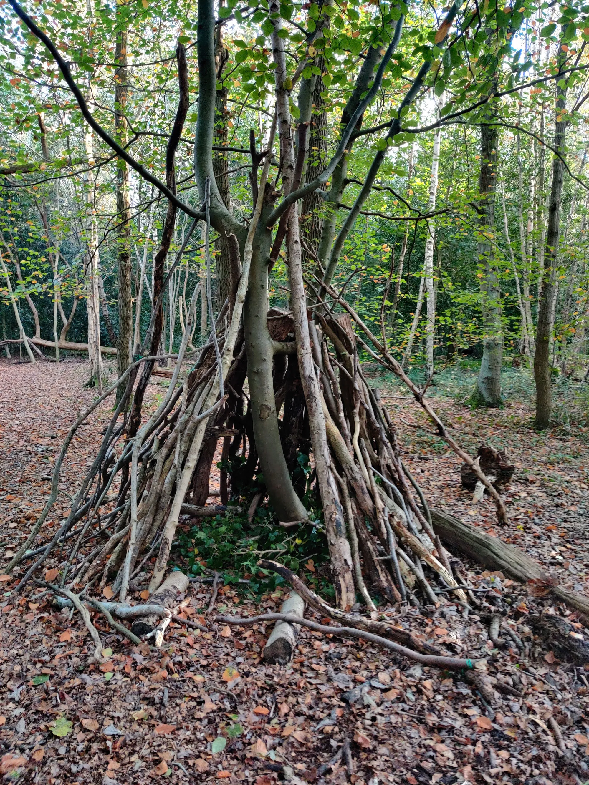 A woodland den built from branches around a tree in a beech wood — Routes to the Wild forest school